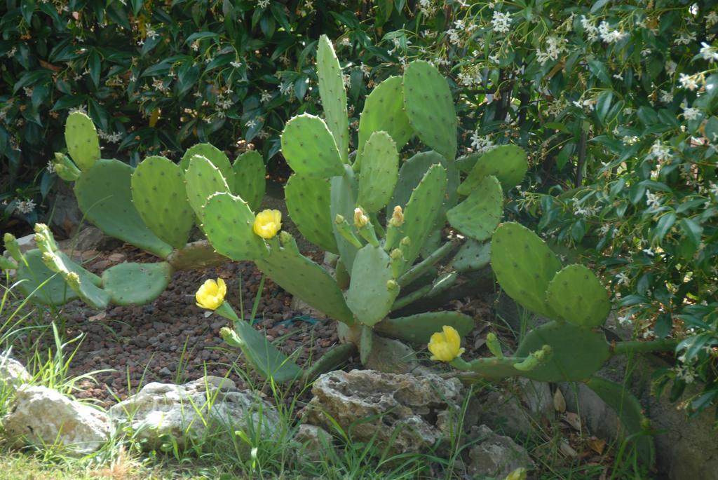 B&B Villa Luisa Casarza Ligure Esterno foto